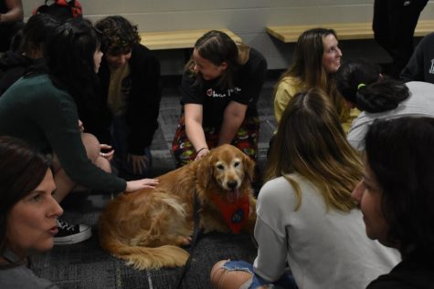 GHS welcomes new therapy dog Sophie