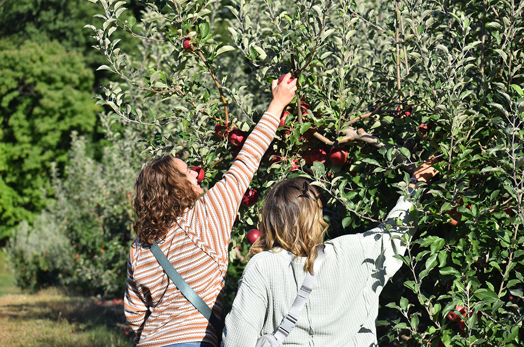 Apple Works impresses with apple-picking experience