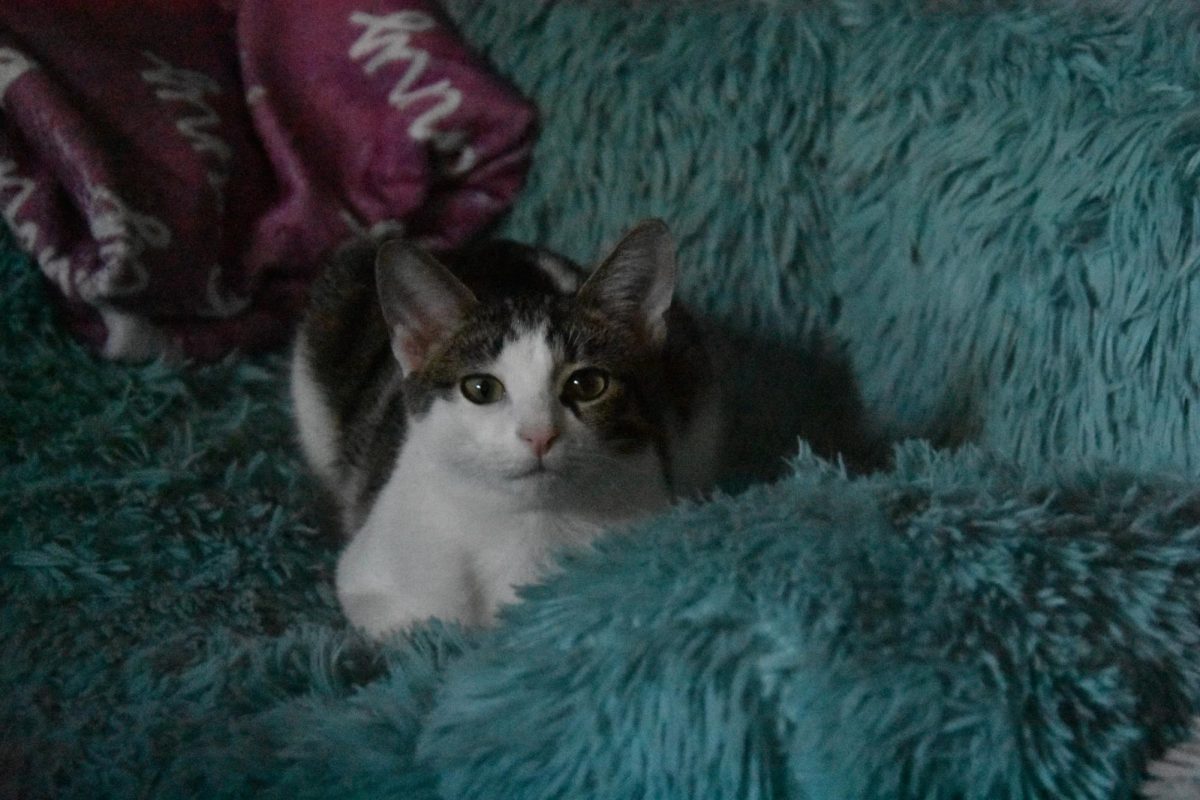 Cats are the Greatest